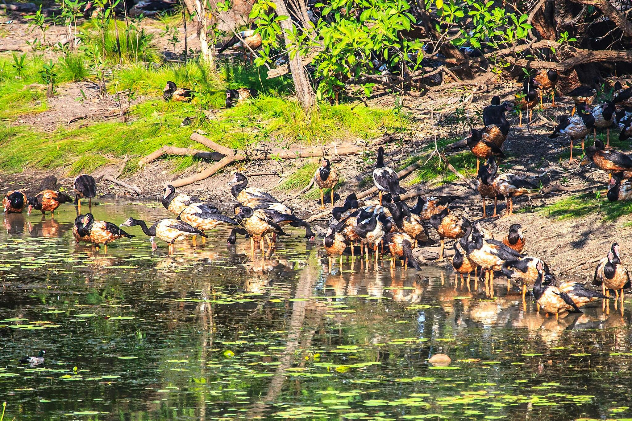 Un grup d'ànecs es van reunir a la vora de l'aigua en un entorn natural i exuberant.