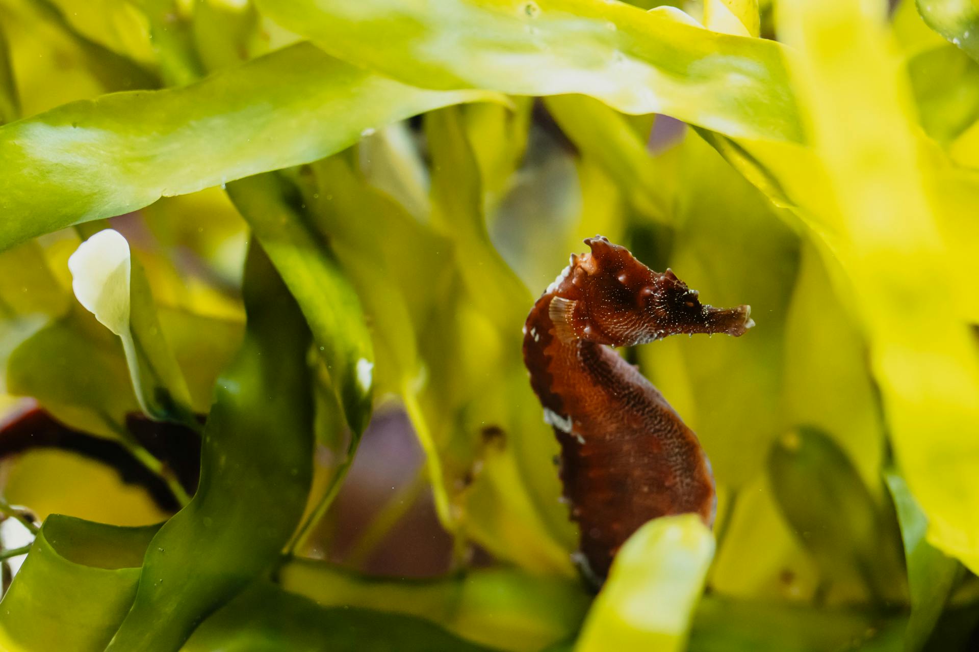 A seahorse clings to vibrant green seaweed underwater.