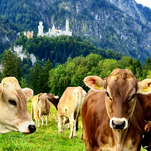 Neuschwanstein Castle, Ettal Abbey & Oberammergau: Private Day Tour from Munich - Photo 7