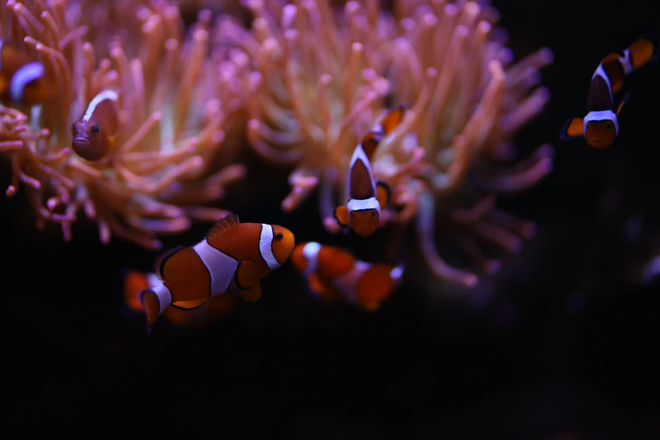 Several clownfish swimming near a colorful sea anemone. Purple lighting illuminates the scene.