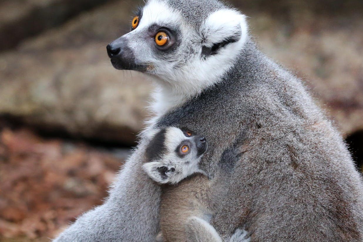 A ring-tailed lemur with a baby clinging to its side, both looking attentively to the left, against a natural background.