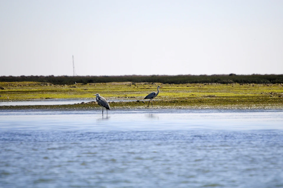 Two herons standing in shallow water in a marshland or coastal area with a distant horizon