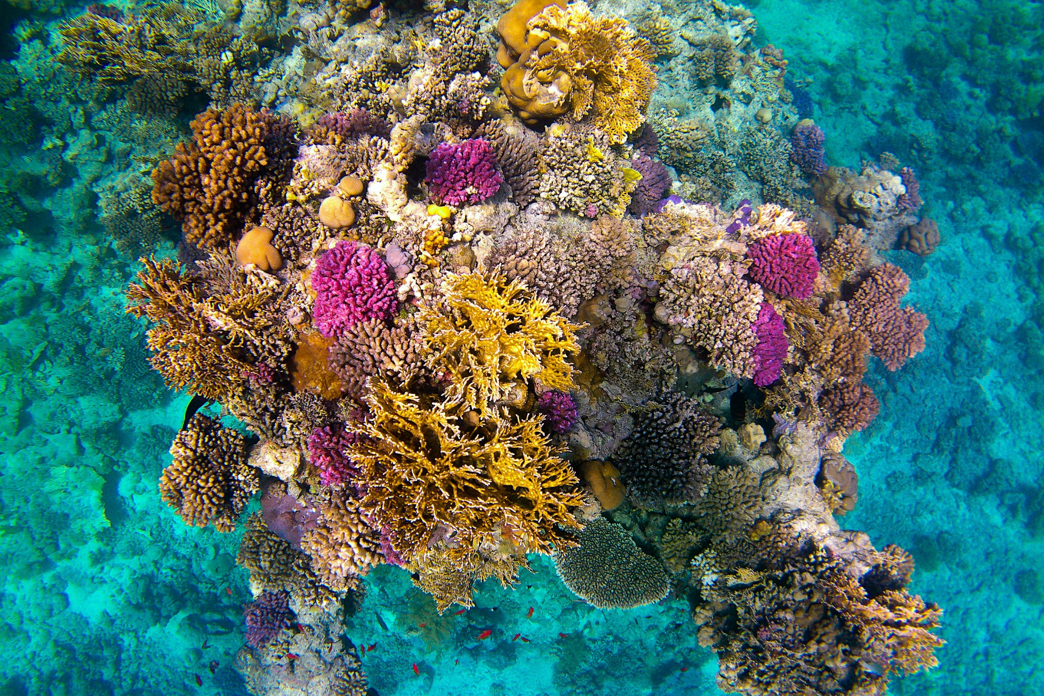 滨田独一无二的珊瑚礁。