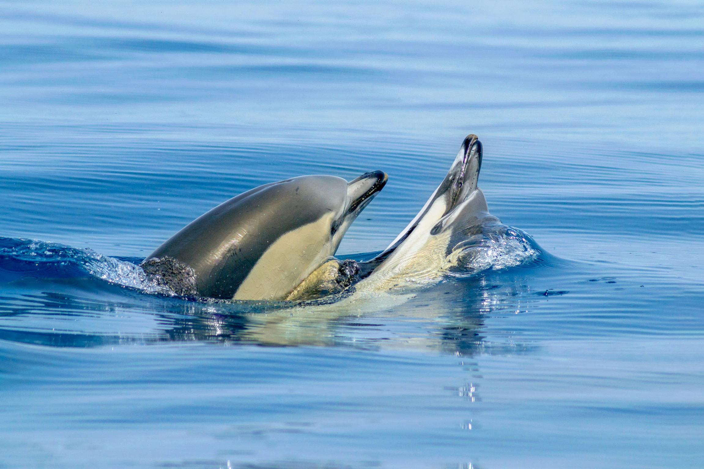 Benagil Caves: Guided RIB Boat Tour from Albufeira + Dolphin Watching 3