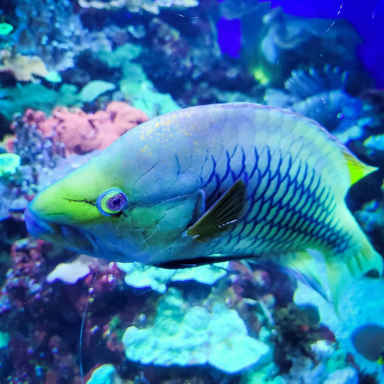 A colorful fish with a patterned body swims near a coral reef in a vibrant underwater scene.