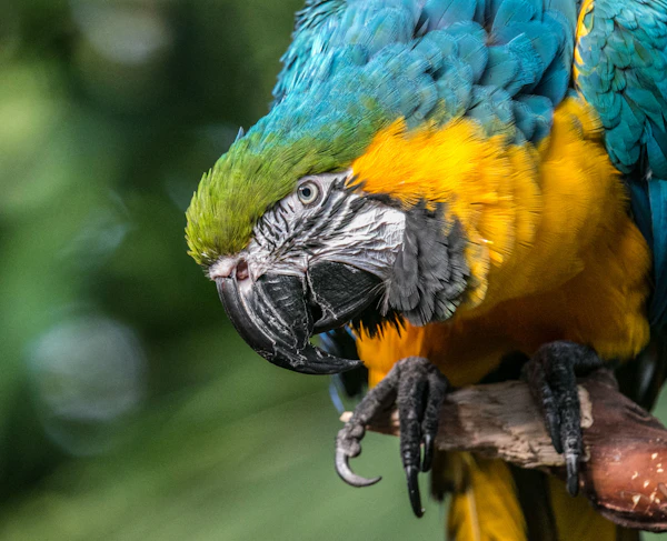 Vancouver Bloedel Conservatory Tickets