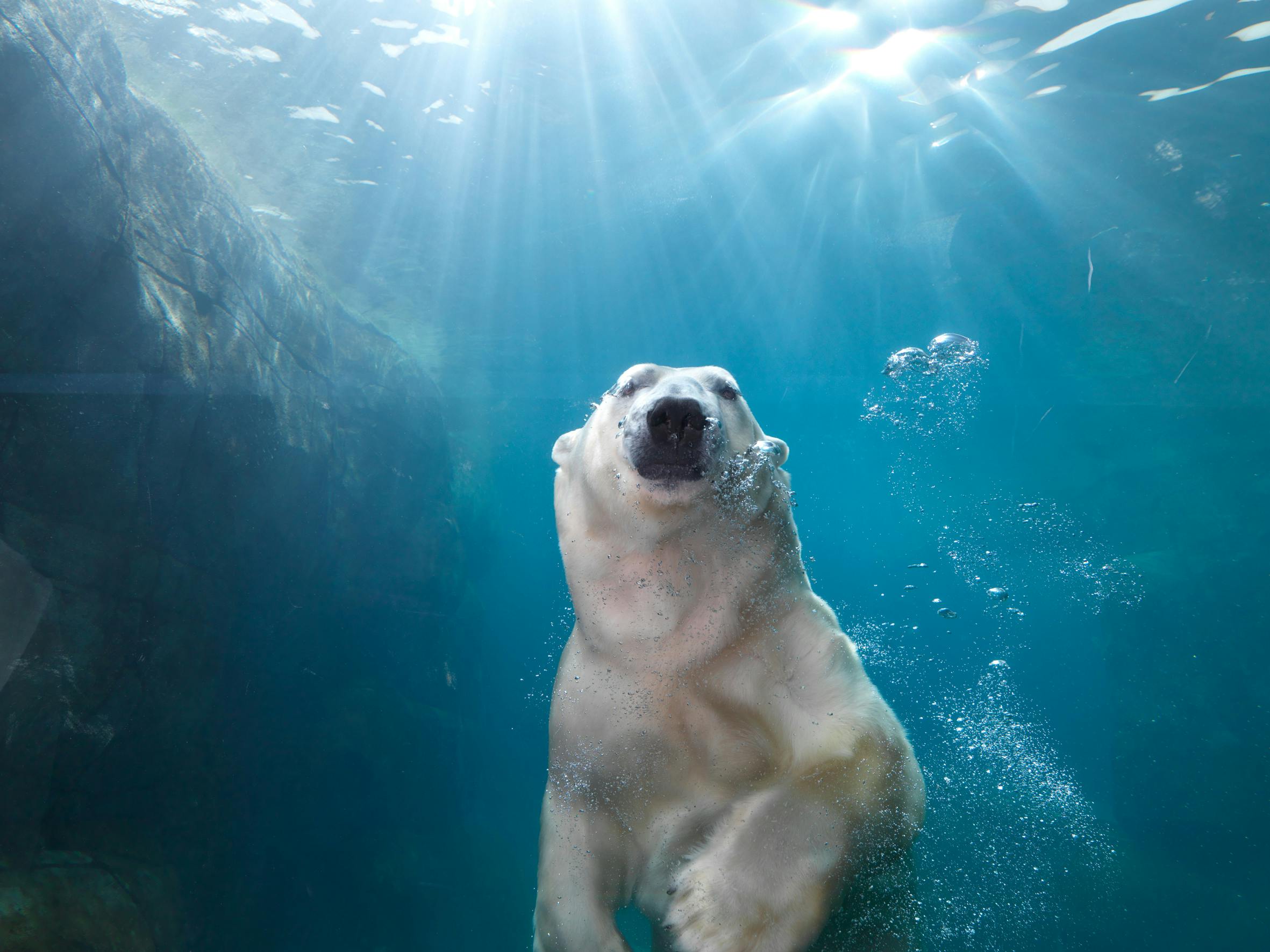水中を泳いでいるホッキョクグマ。太陽の光が降り注ぎ、周囲に泡が浮かんでいる。