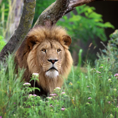ARTIS Amsterdam Royal Zoo & Micropia: Skip The Line Entry Ticket - Photo 4