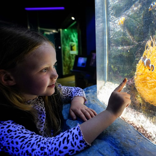 SEA LIFE Great Yarmouth: Entry Ticket SEA LIFE Great Yarmouth: Entry Ticket