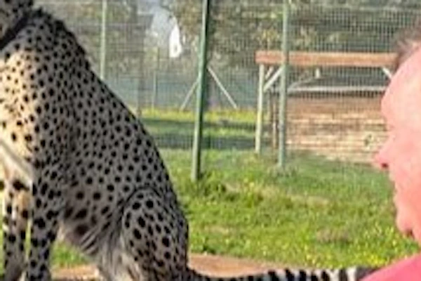 Cape Winelands Tour vanuit Kaapstad en bezoek aan Cheetah Outreach
