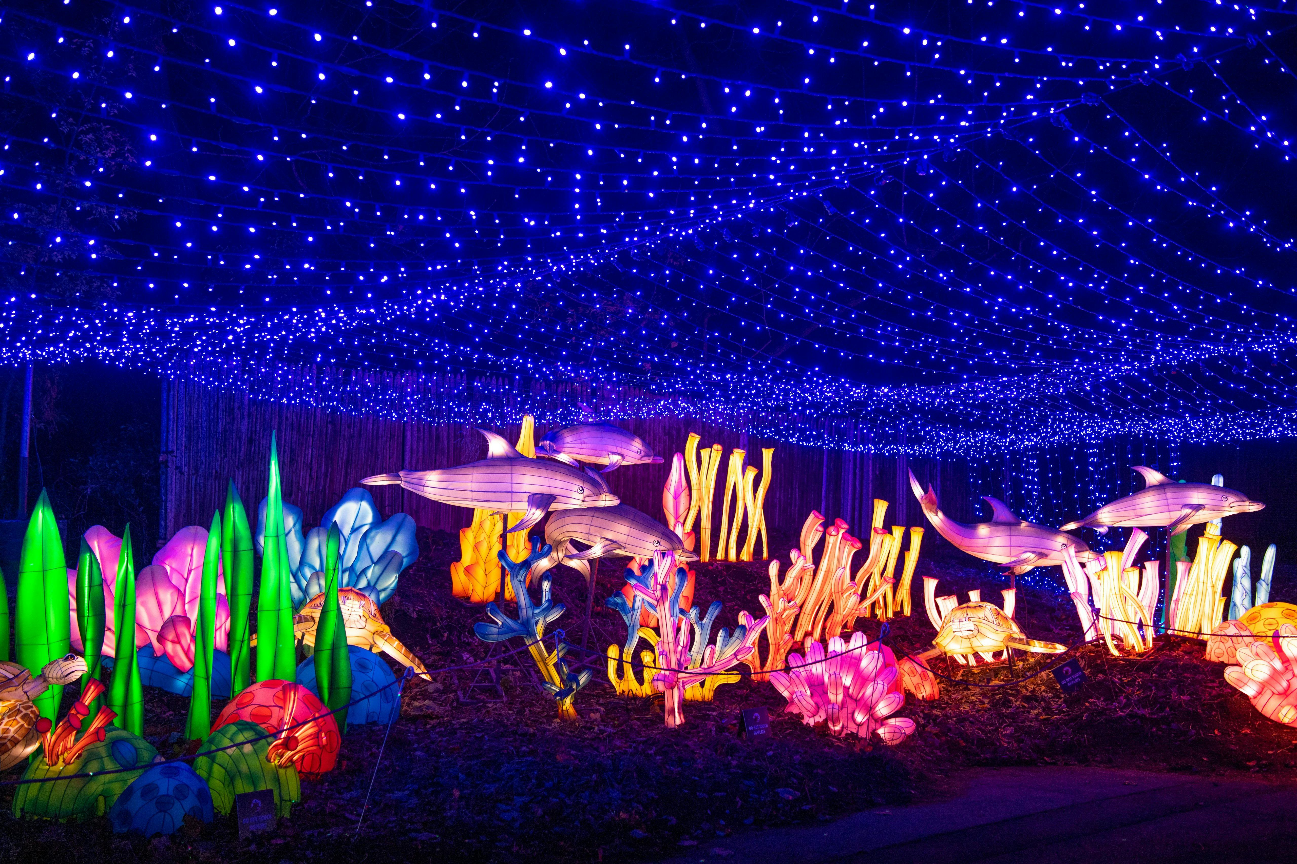 在蓝色仙女灯下的五彩缤纷的海洋生物和珊瑚结构，营造出水下场景。