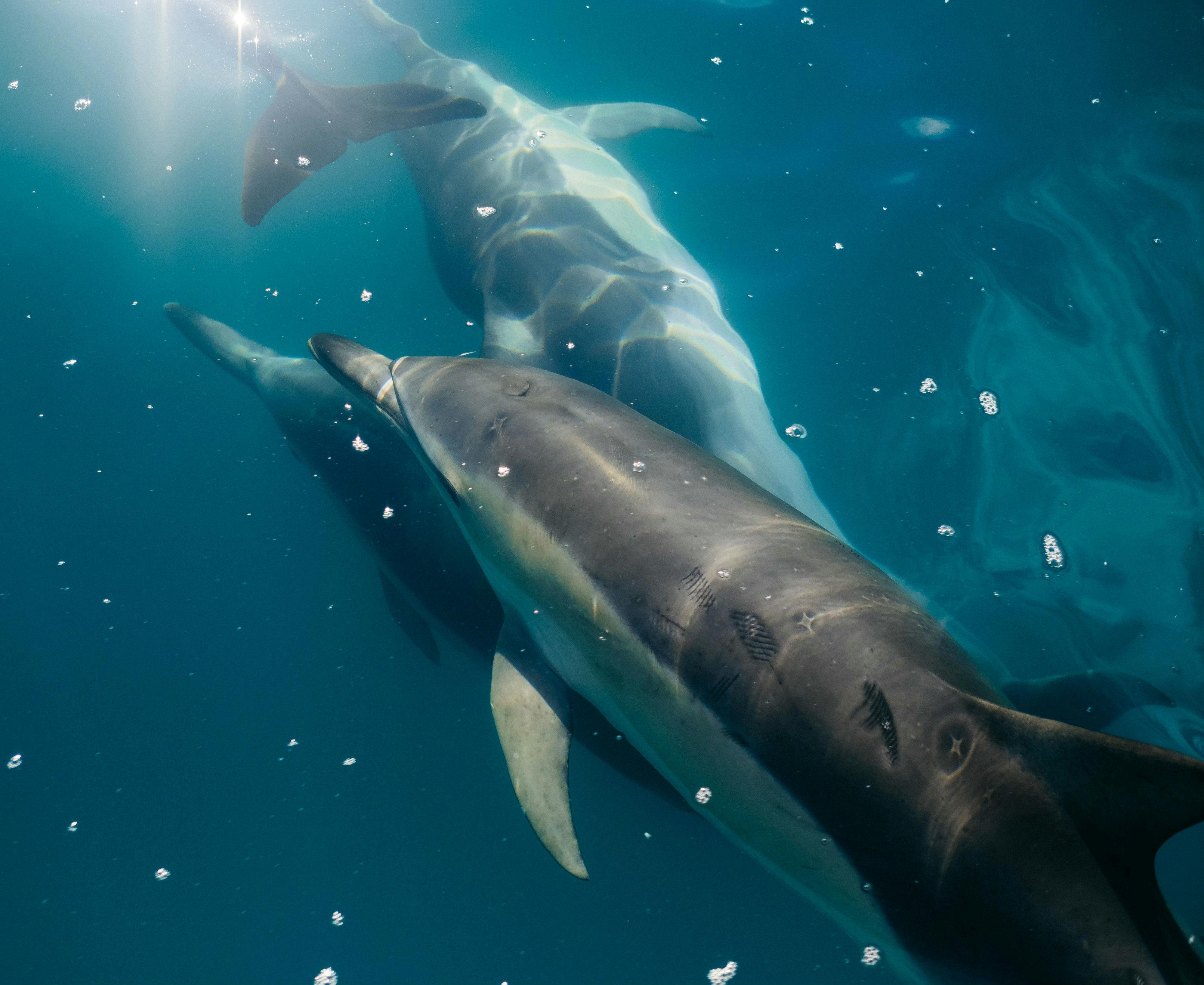Δύο δελφίνια που κολυμπούν κάτω από το νερό, περιτριγυρισμένα από γαλάζια νερά με φωτεινές αντανακλάσεις και φυσαλίδες αέρα.