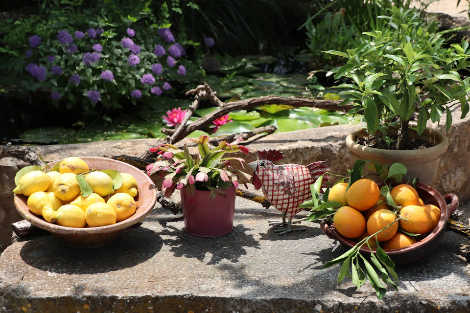 Orange farm near Soller