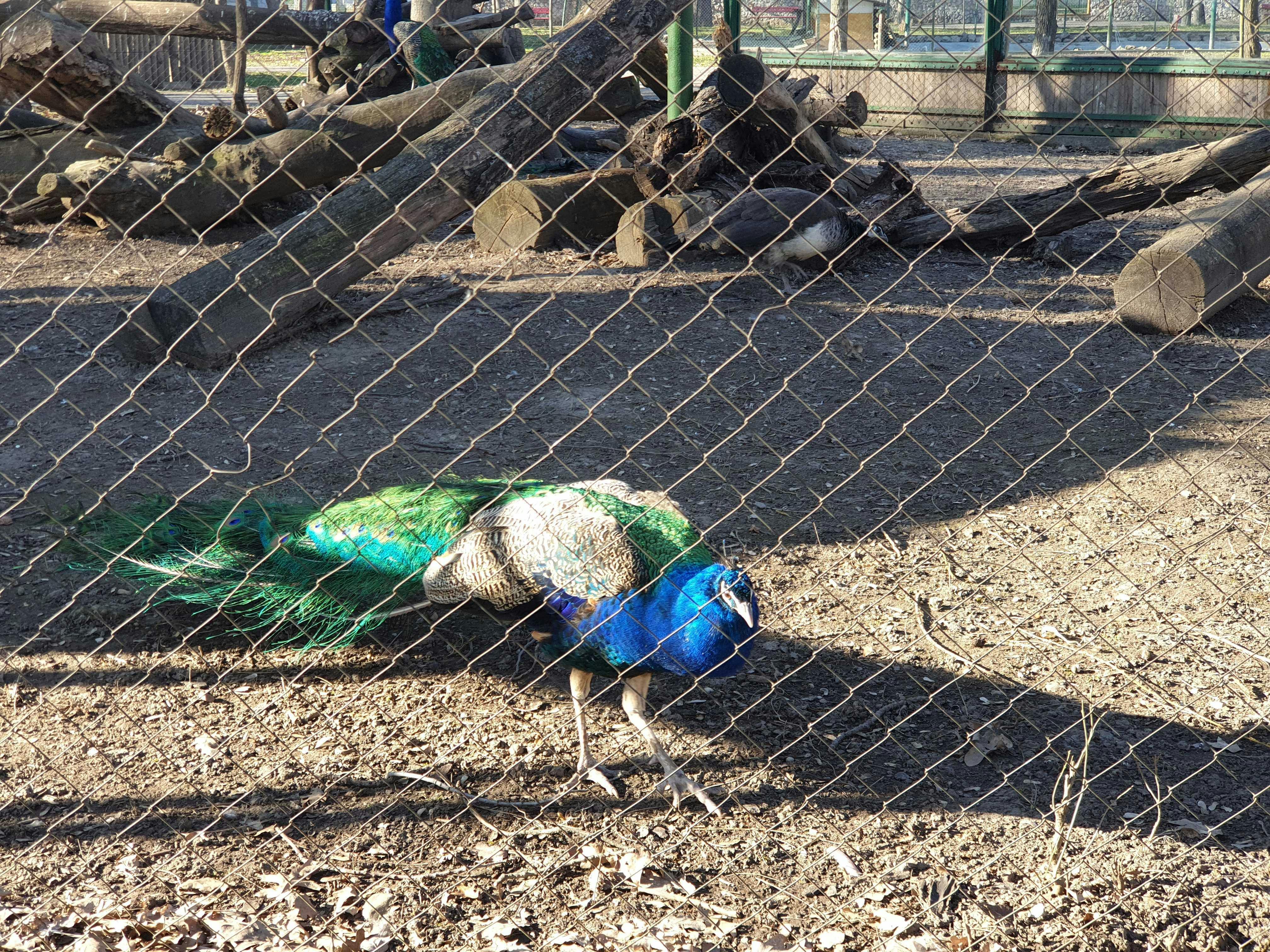 A peacock with vibrant blue and green feathers stands in a fenced enclosure with scattered logs.