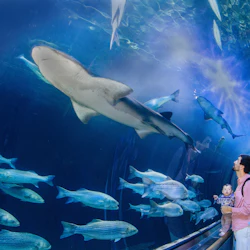 Aquarium of the Bay + Cruise on San Francisco Bay