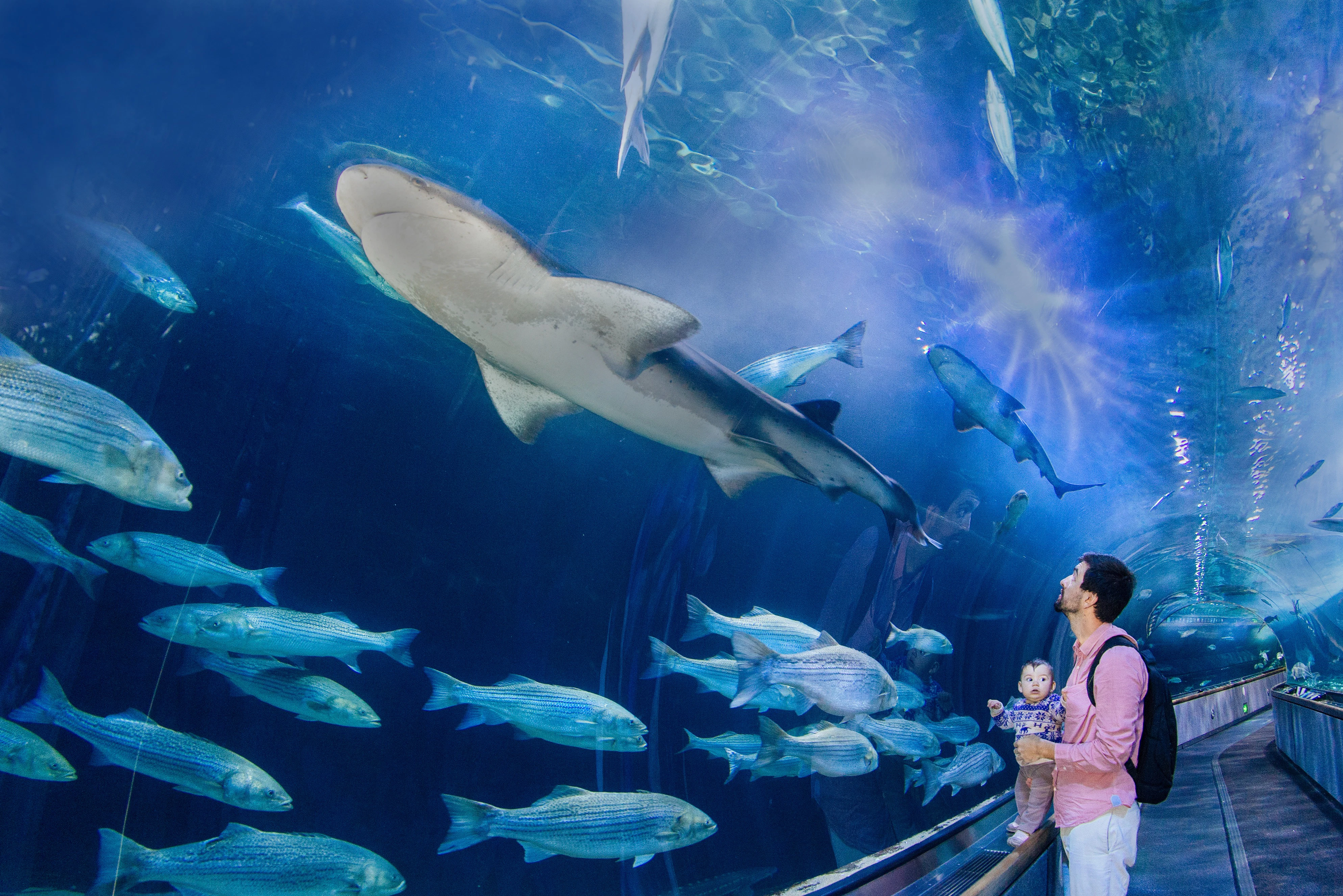 Aquarium of the Bay + Cruise on San Francisco Bay