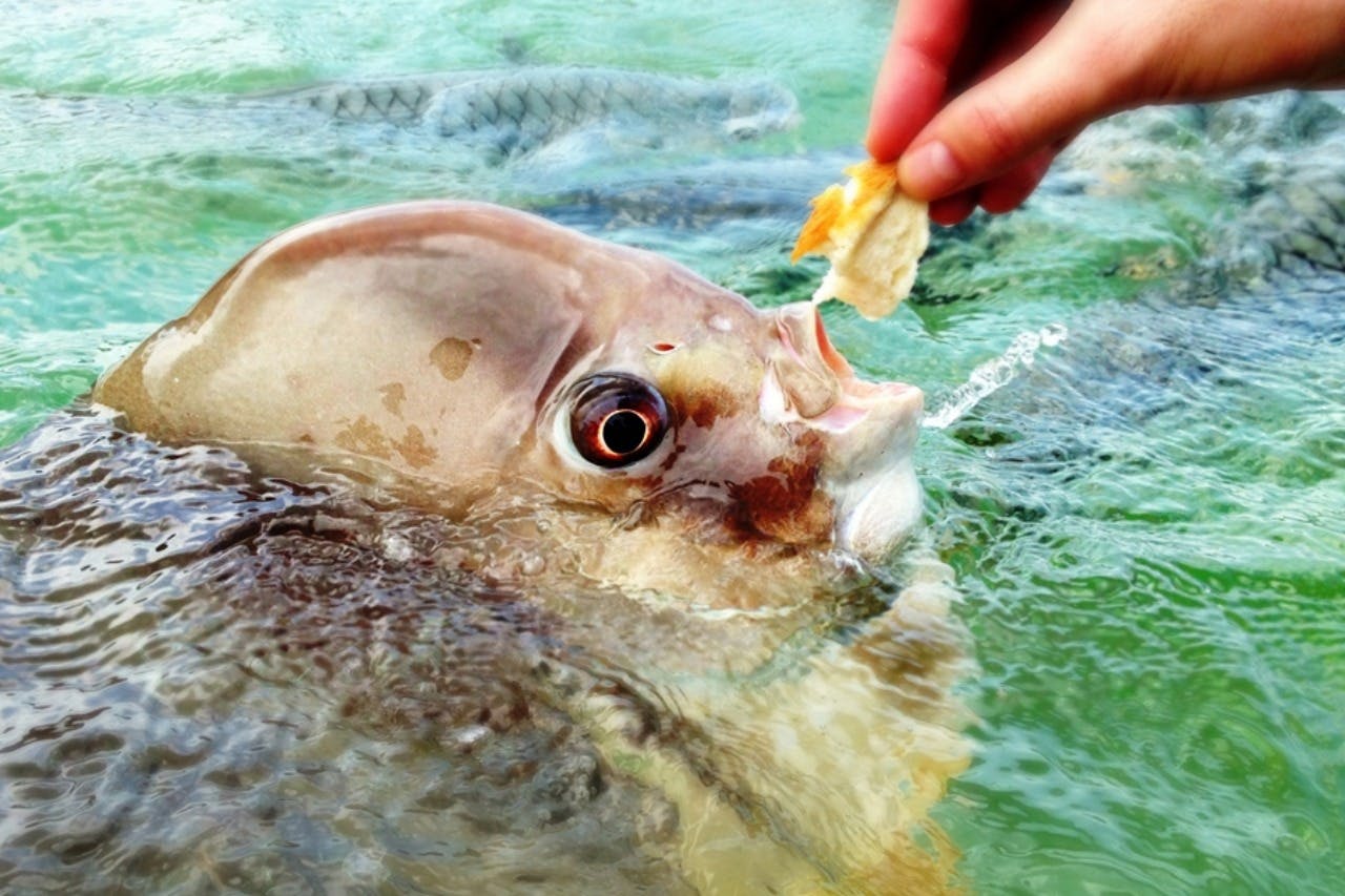 大头张嘴的鱼被人手在水中喂食一小块食物。