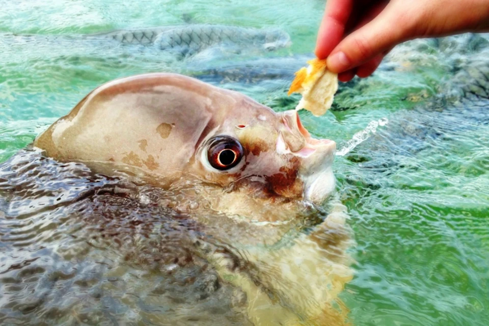 A fish with a large head and open mouth being fed a small piece of food by a human hand in a body of water.