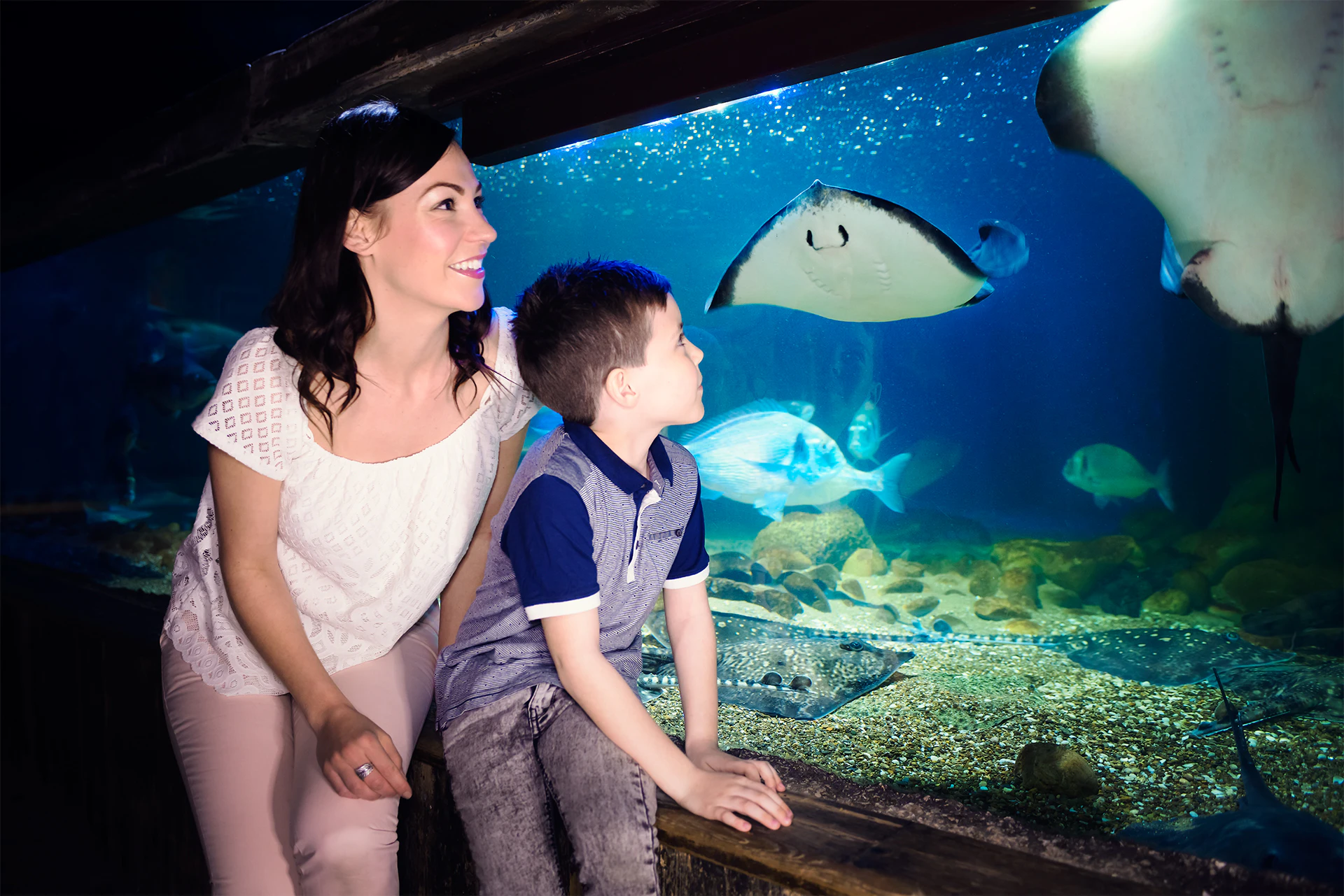 SEA LIFE Blankenberge + ZOO Antwerpen: Entry Ticket