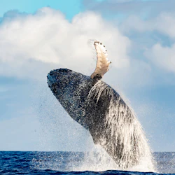 Waikiki: Whale Watching Tour