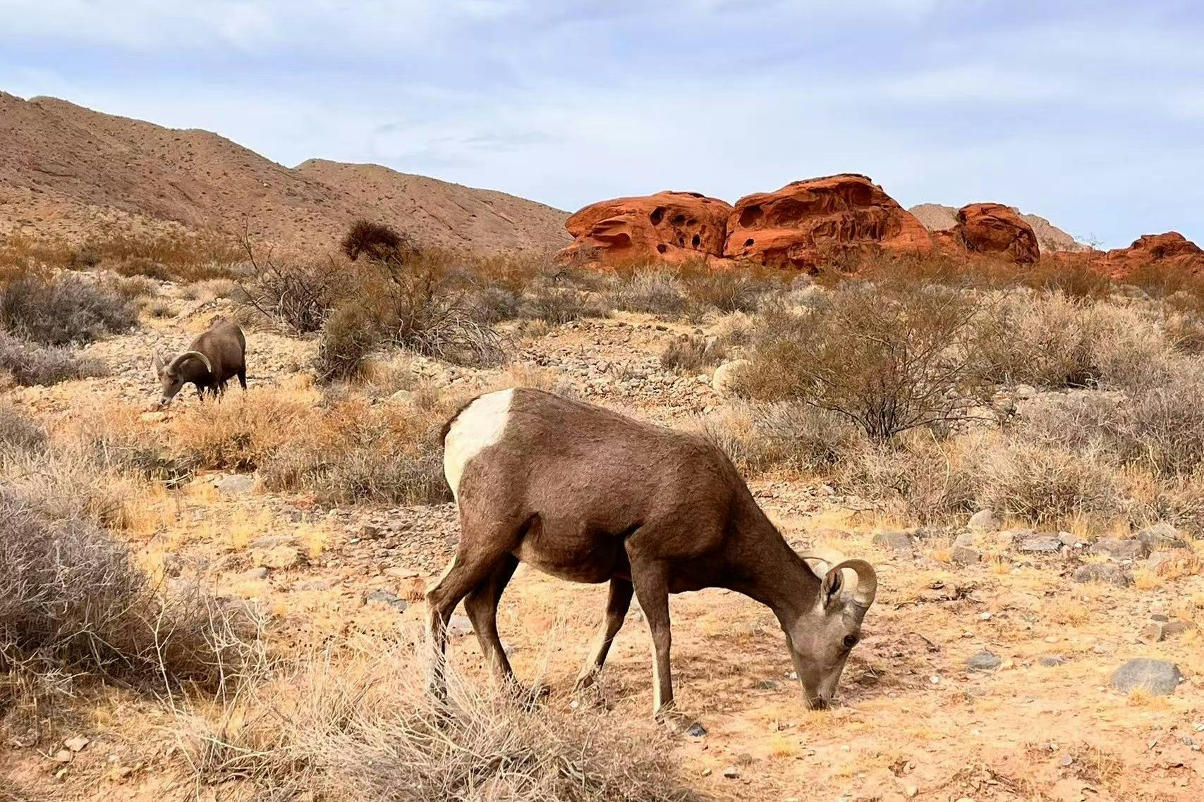 Долина огня