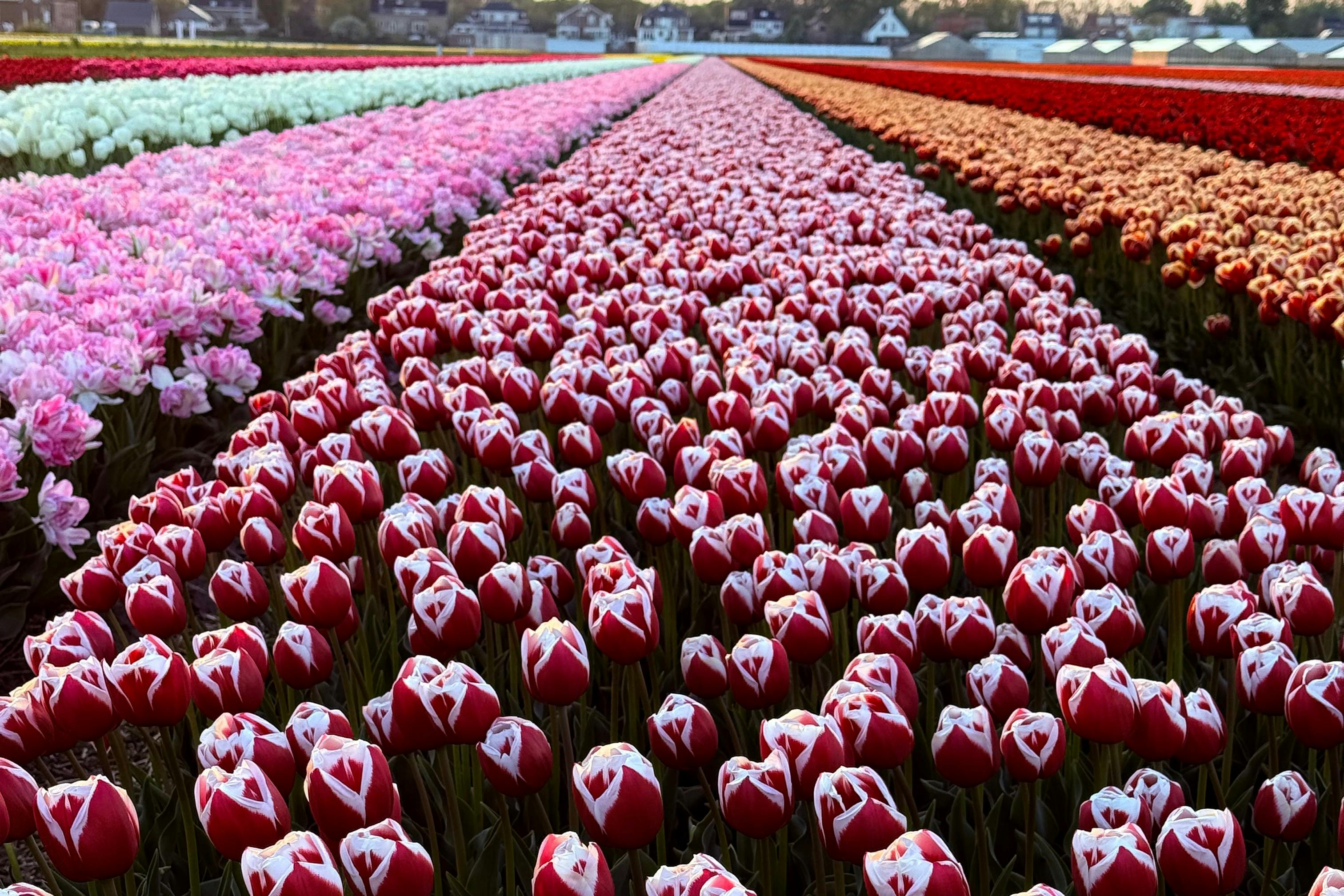 Rows of brightly colored tulips in various shades of red, pink, and orange stretch into the distance, with houses visible in the background.