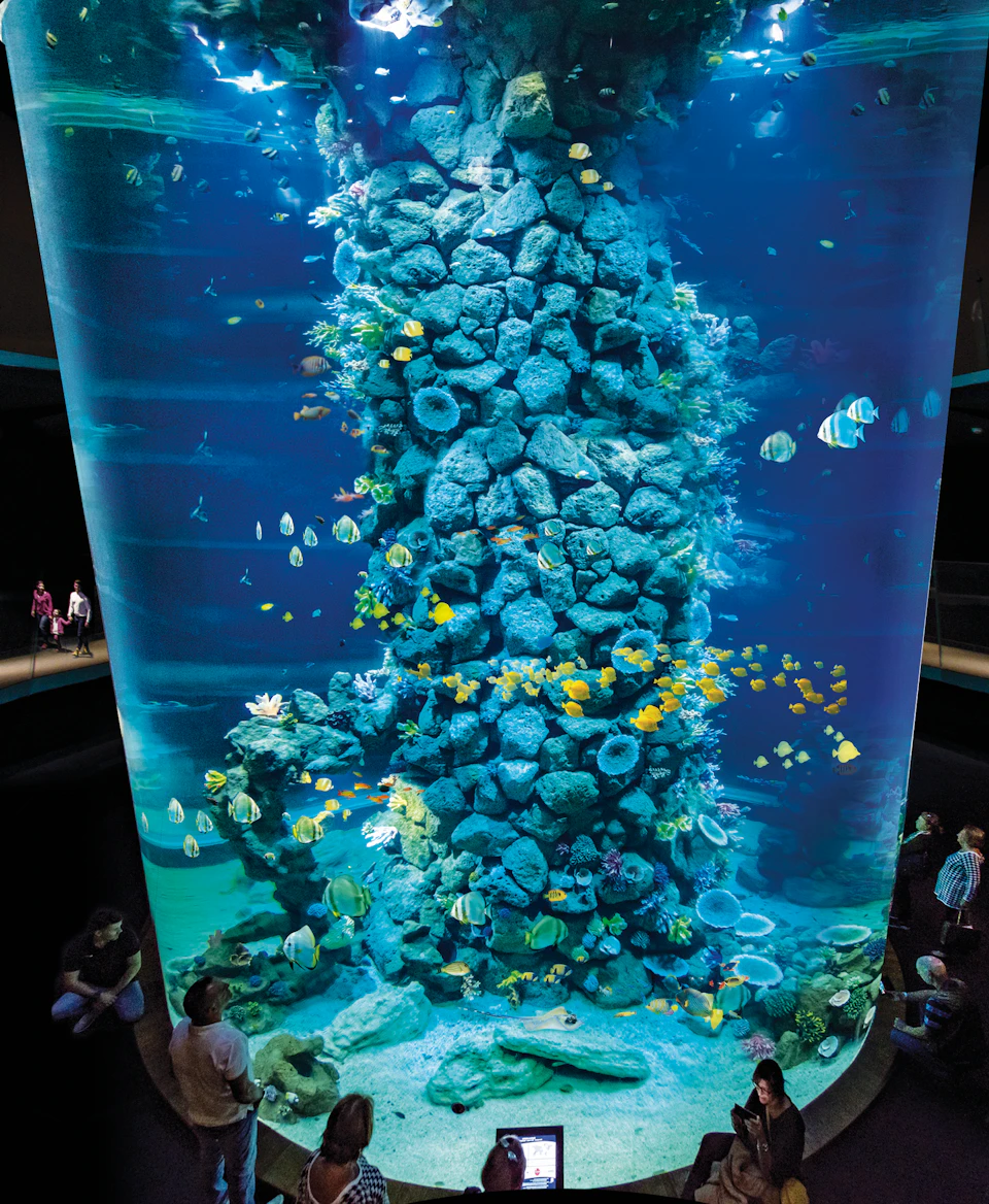 Large cylindrical aquarium with rocky pillar and various colorful fish; people viewing from the base and sides.