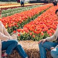 Couple in our Tulip Field