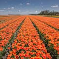 Hermosos tulipanes hasta donde alcanza la vista