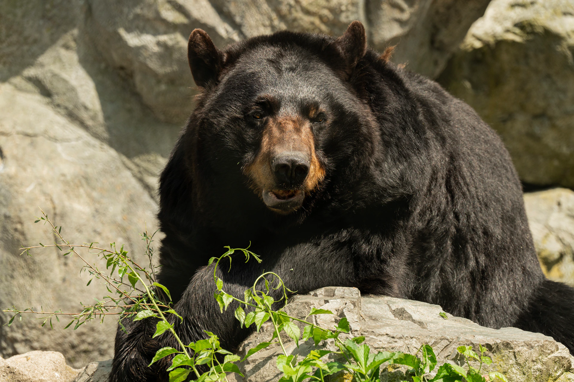 A large black bear standing on rocks, surrounded by greenery, with a background of gray boulders.