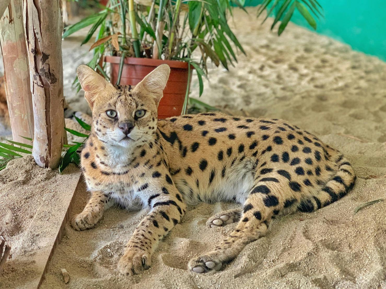 Tainan Wanpi World Zoo: Holiday Park Admission for Adults or Students + Priority Entry