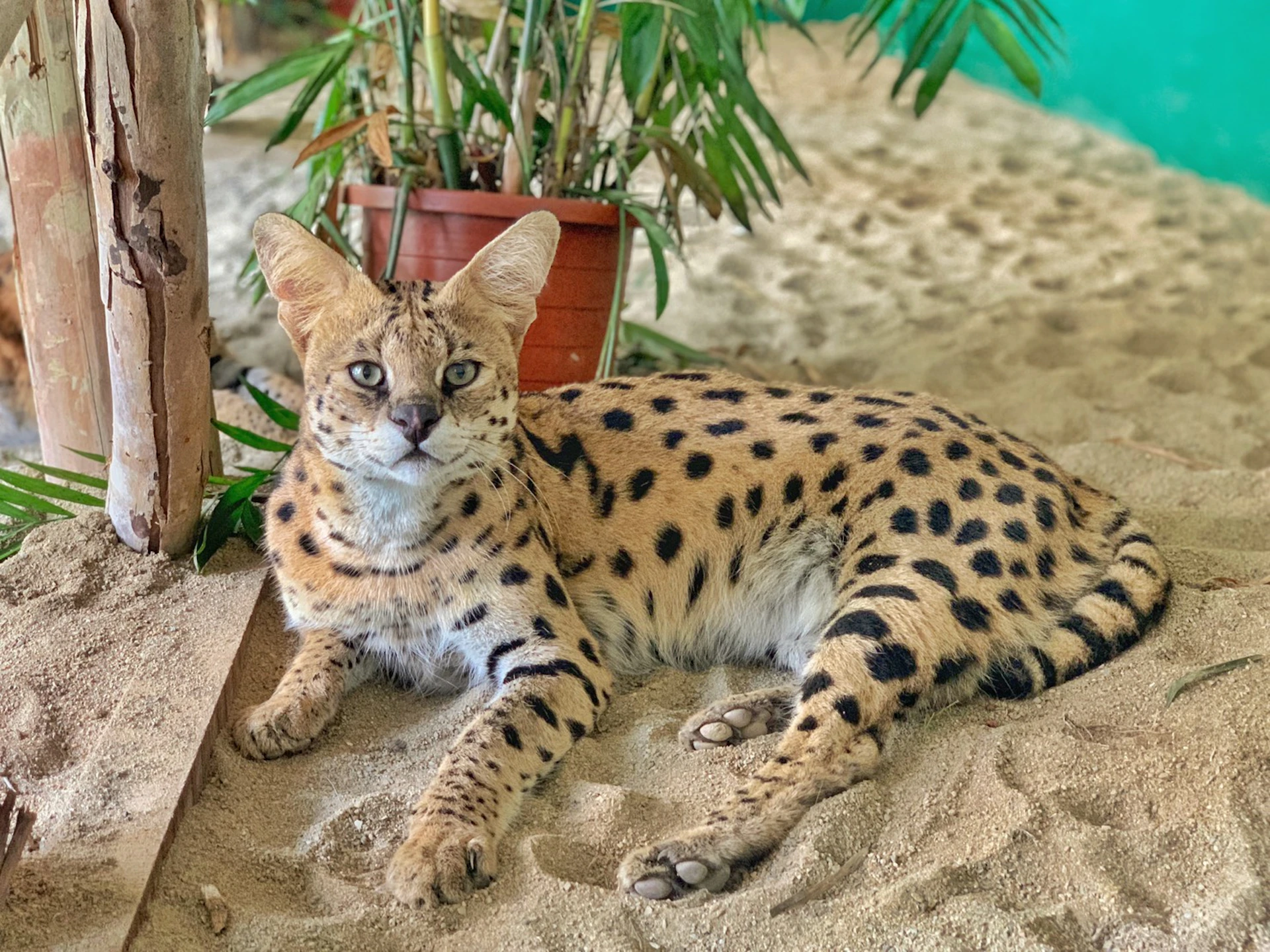 A serval cat with spotted fur lying on a sandy surface near a potted plant and greenery.