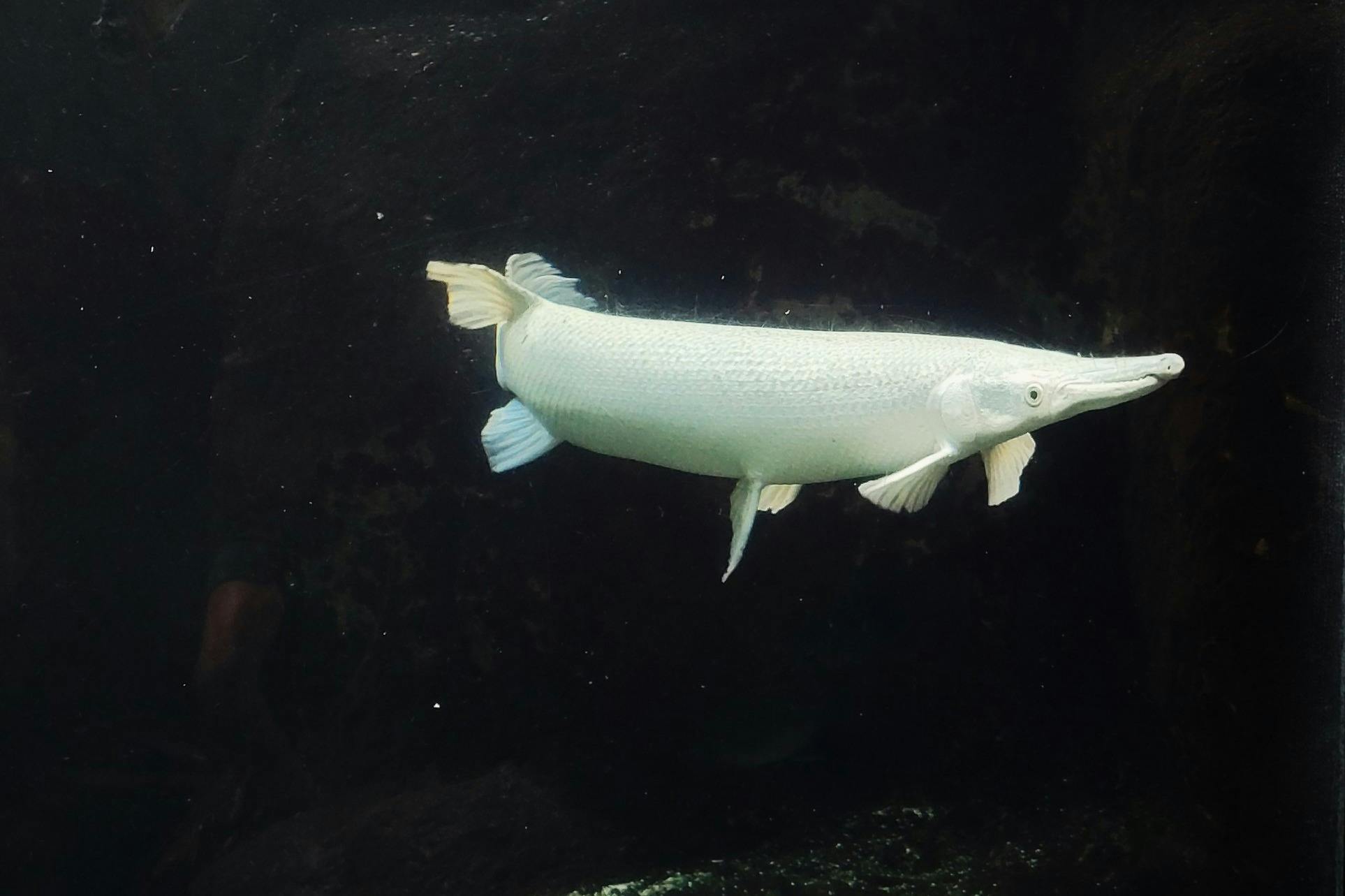 Florida Aquarium Tickets Tiqets