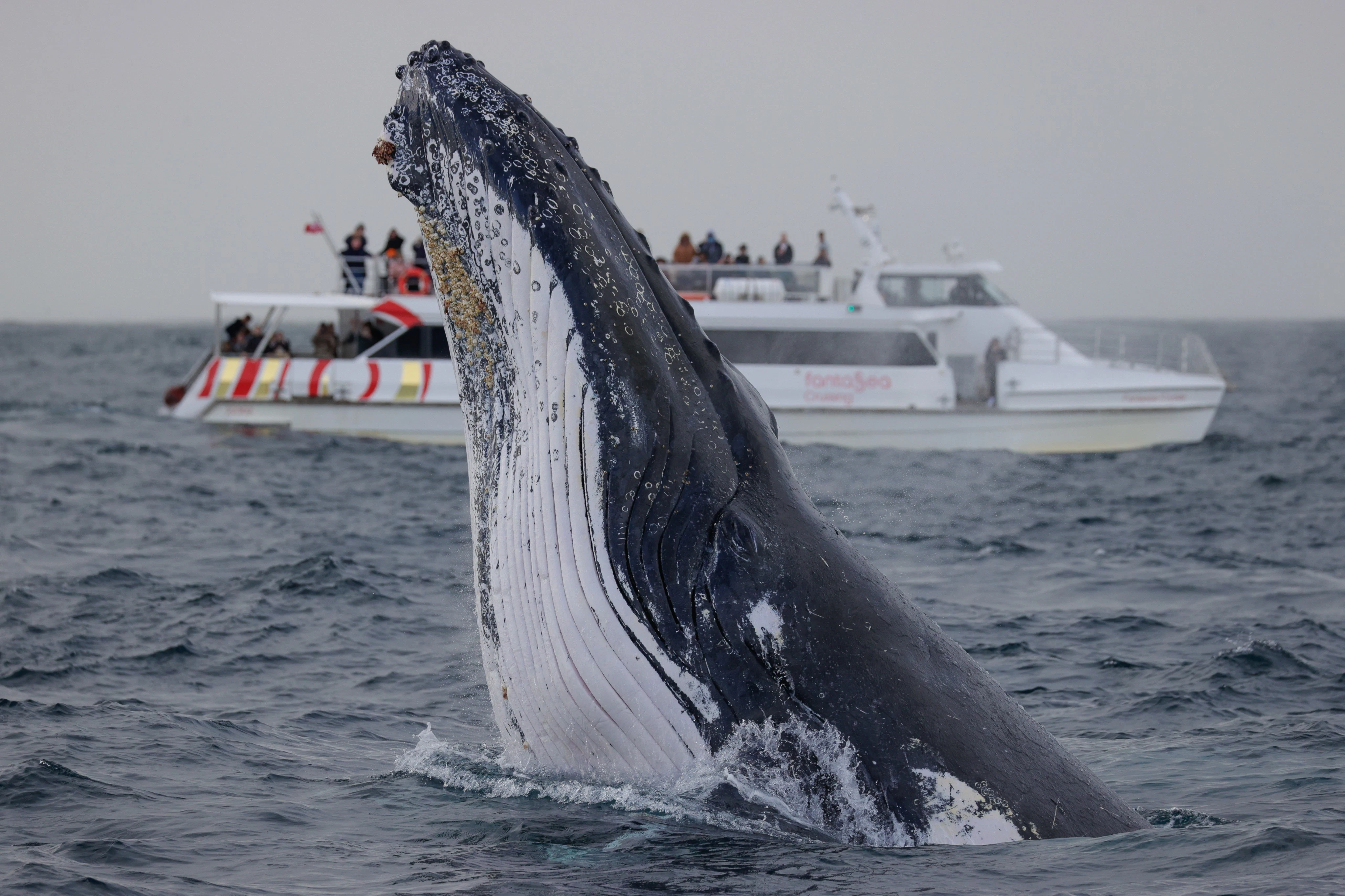 Sydney Harbour: 2-Hour Whale Watching Express Cruise