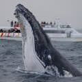Экспресс-наблюдение за китами
