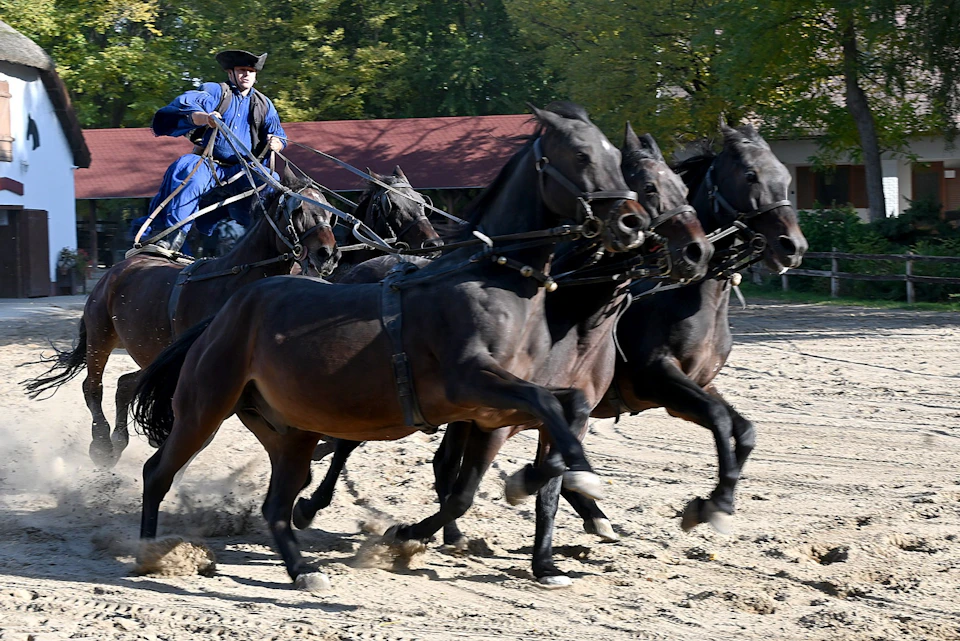Horse Show