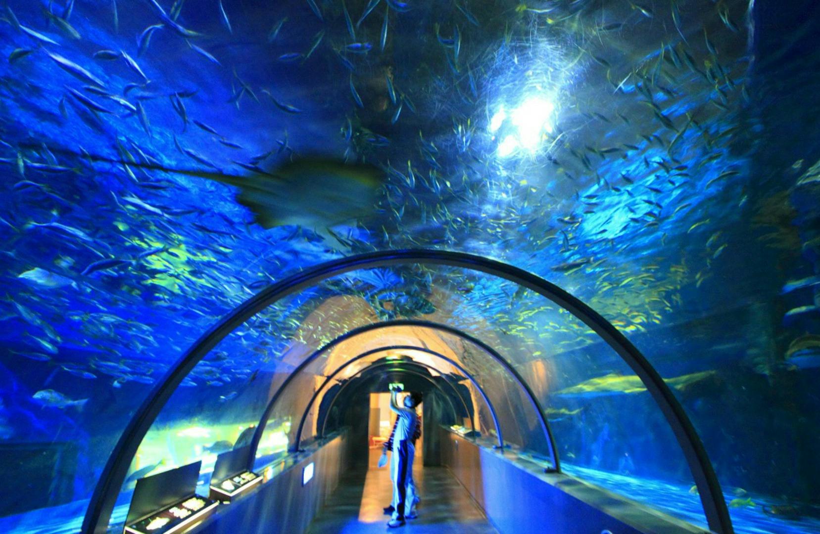 A person walking through an underwater tunnel in an aquarium, surrounded by fish and illuminated by blue lighting.