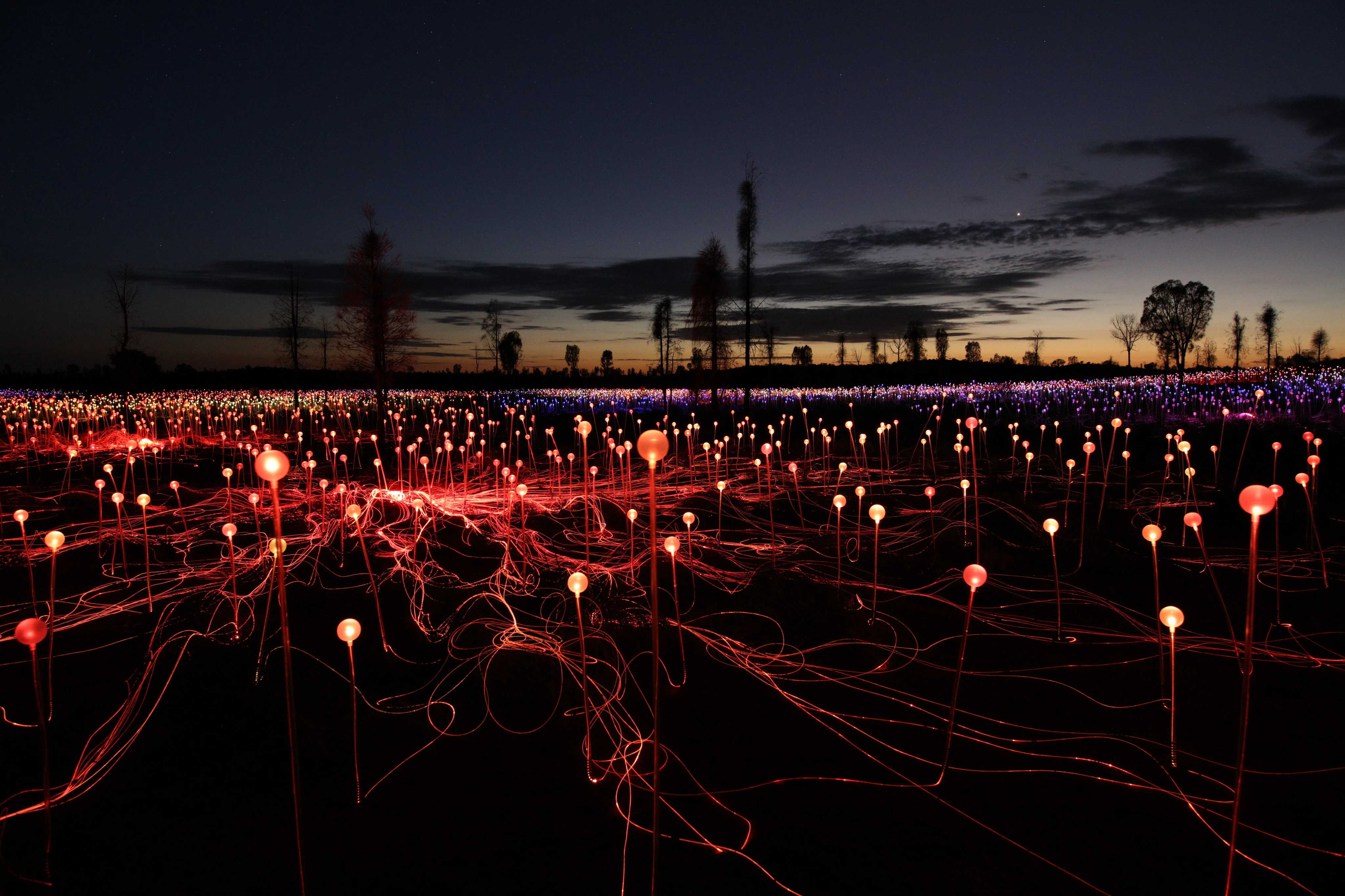 Field of Light Uluru: General Admission + Transfer