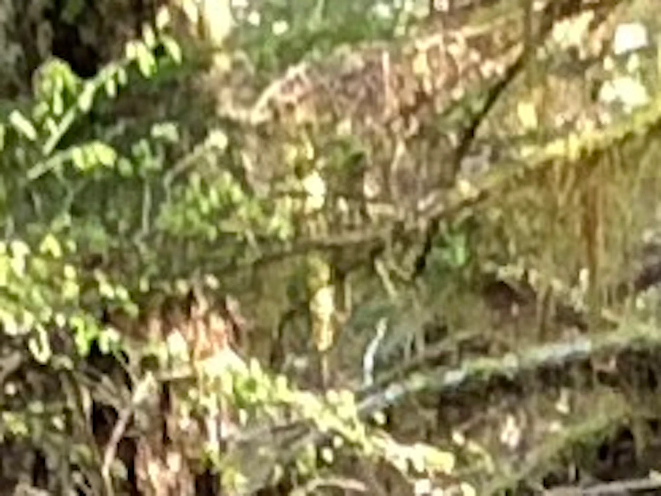 A group of people stand on a forest trail near a large fallen tree, listening attentively to a guide.