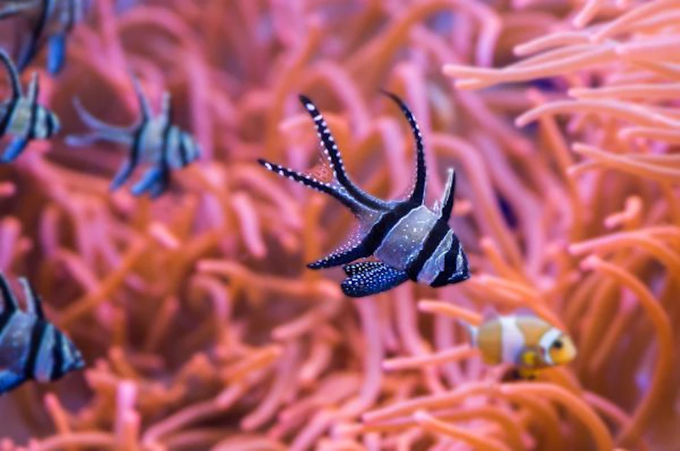 Three tropical fish with striped patterns swim near vibrant pink coral.