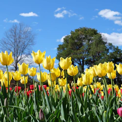 Canberra Floriade Tour