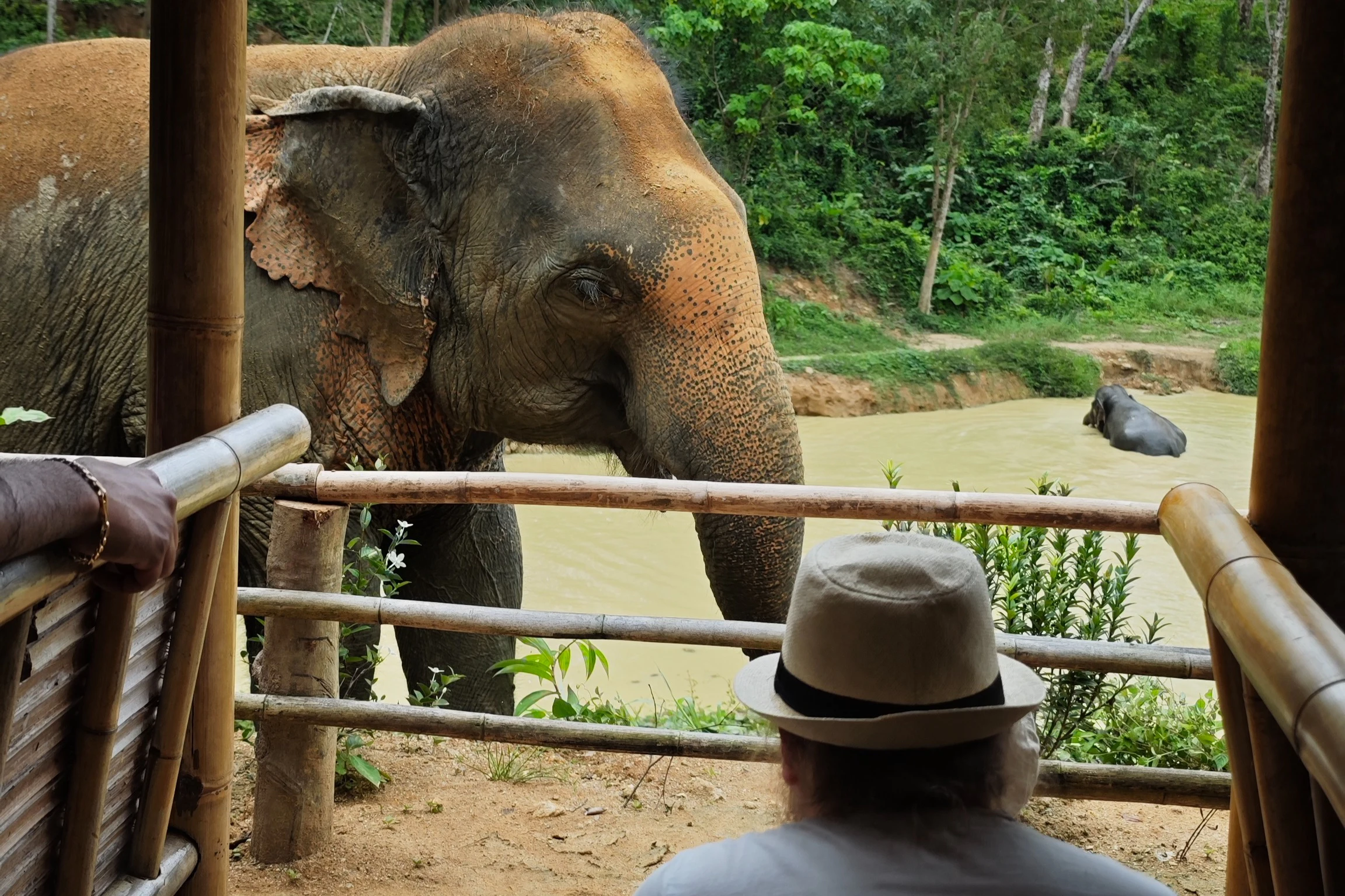 Hidden Forest Elephant Reserve Phuket: Guided Tour + Buffet