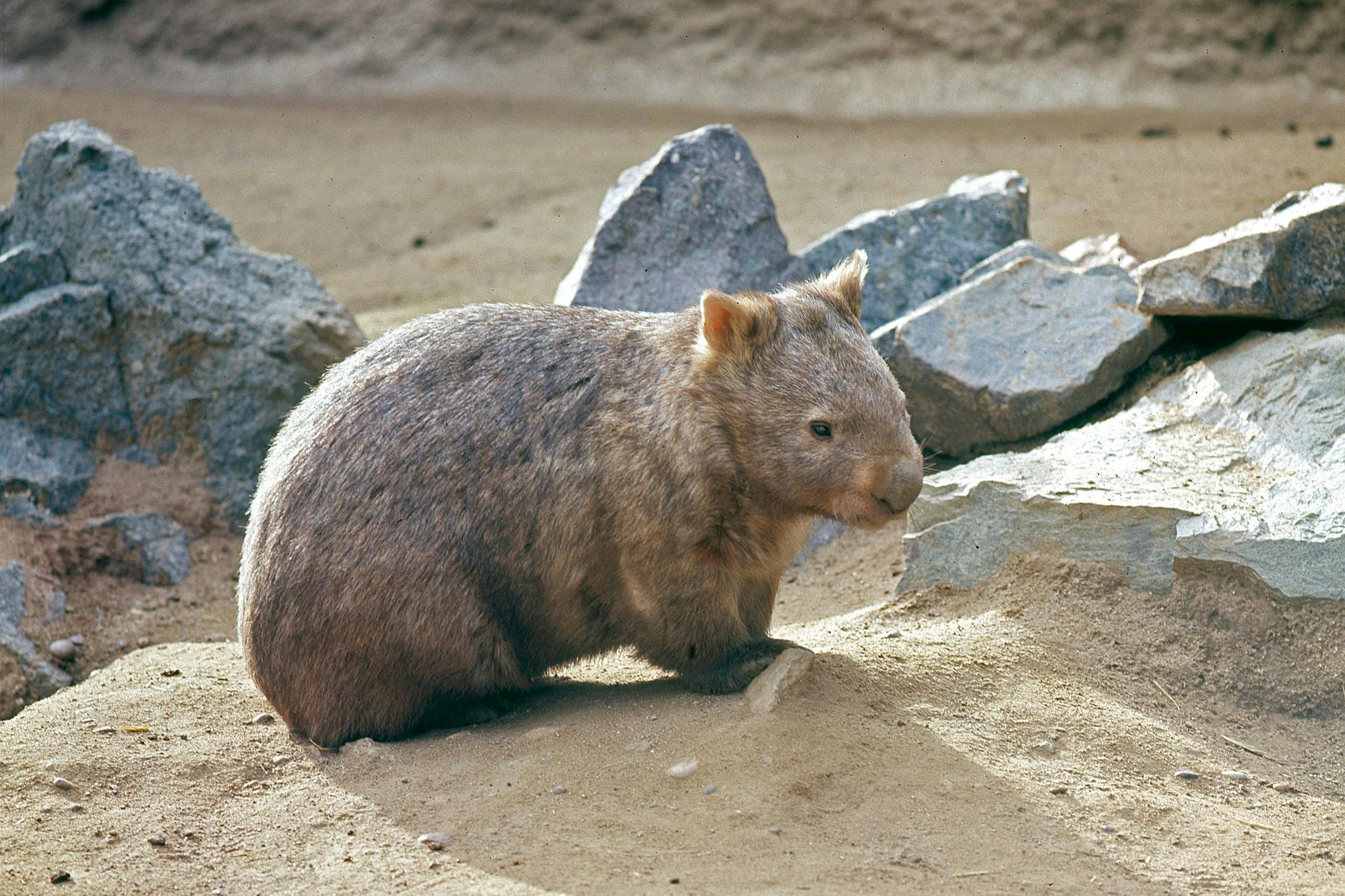 샌디에고 시티패스