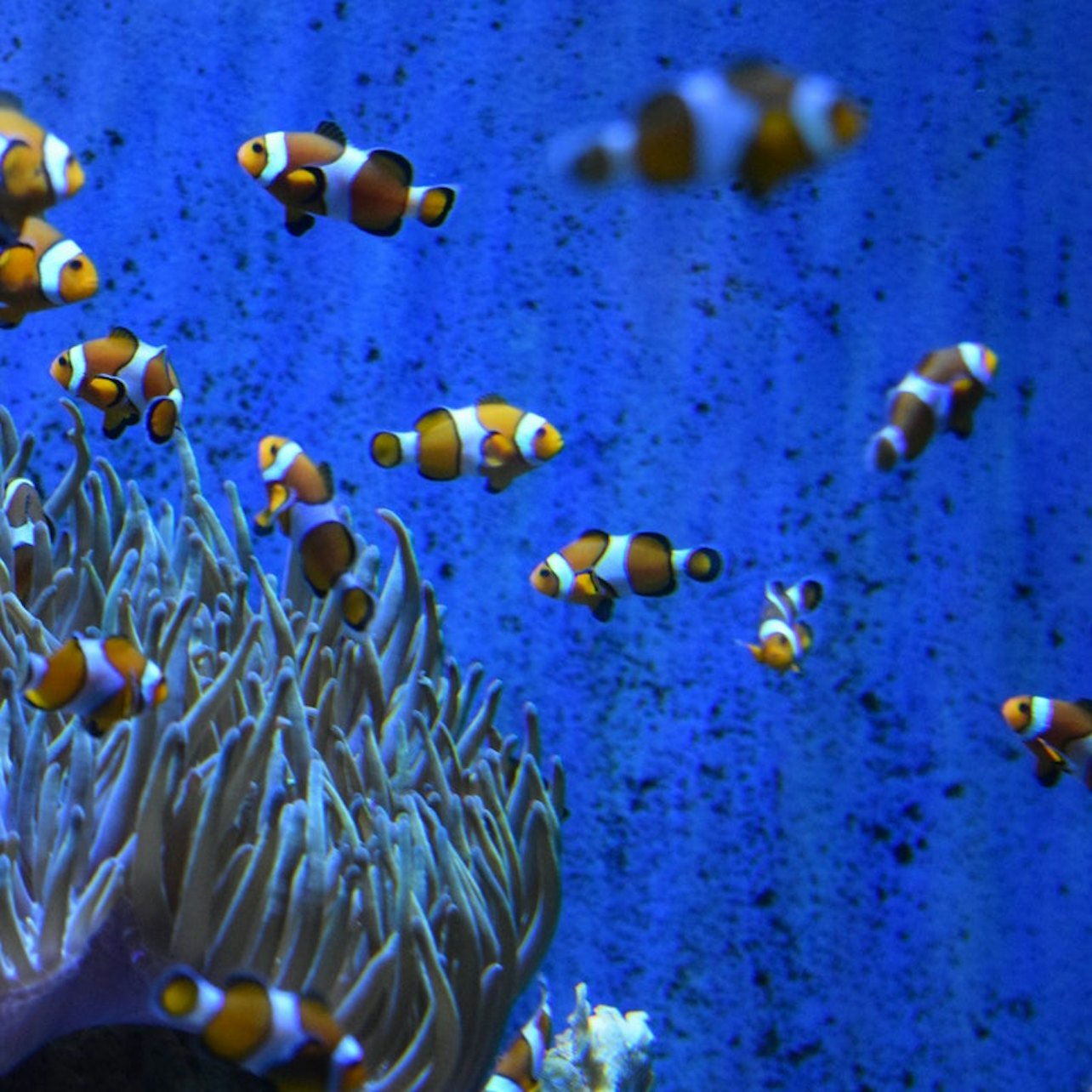 L'Aquarium de Barcelona: Flexi-ticket - Accommodations in Barcelona