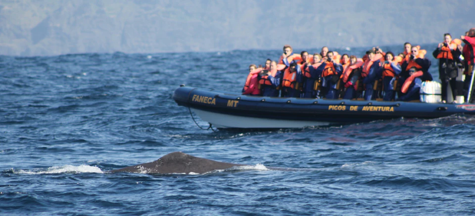 Tourists in life vests on a boat watch a whale swimming nearby in the ocean.