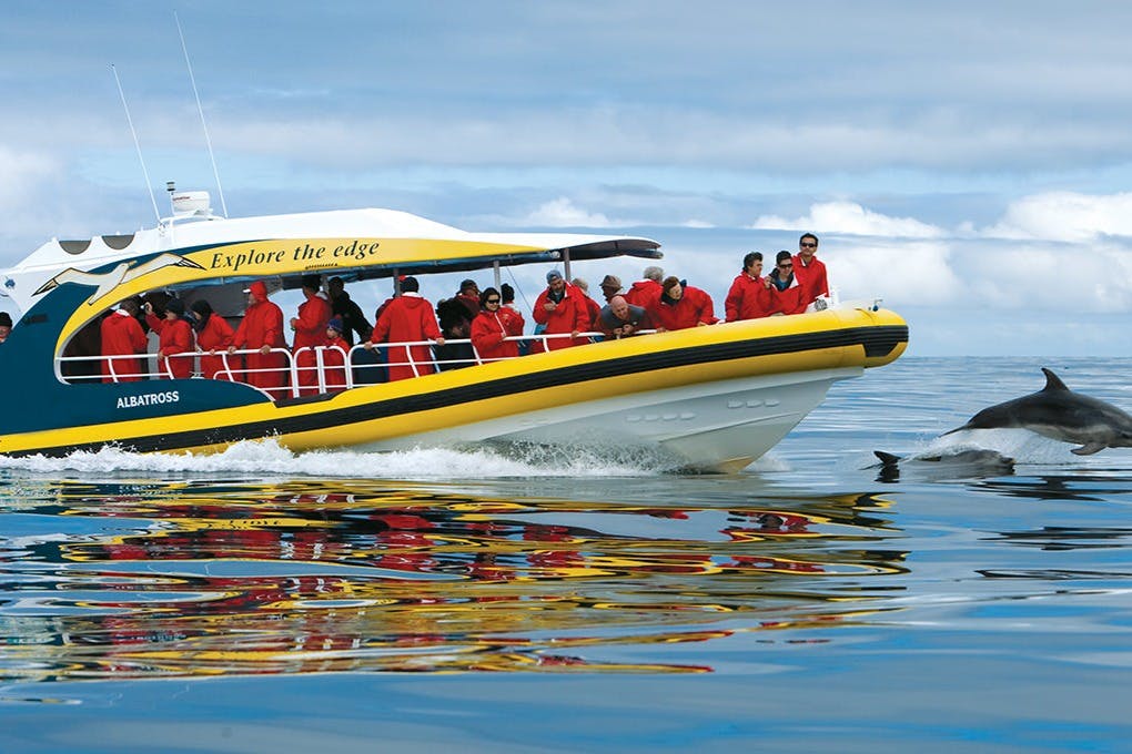Persones amb jaquetes vermelles en un vaixell groc observant dofins nedant al seu costat en aigües tranquil·les de l'oceà sota un cel ennuvolat.