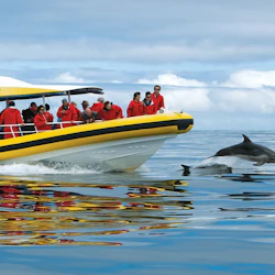 People in red jackets on a yellow boat watching dolphins swimming beside them in calm ocean waters under a cloudy sky.