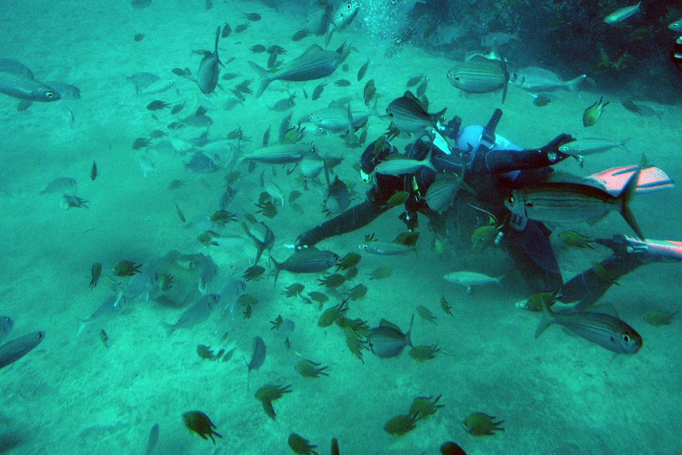 潜水艦サファリ