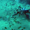 Сафари на подводной лодке