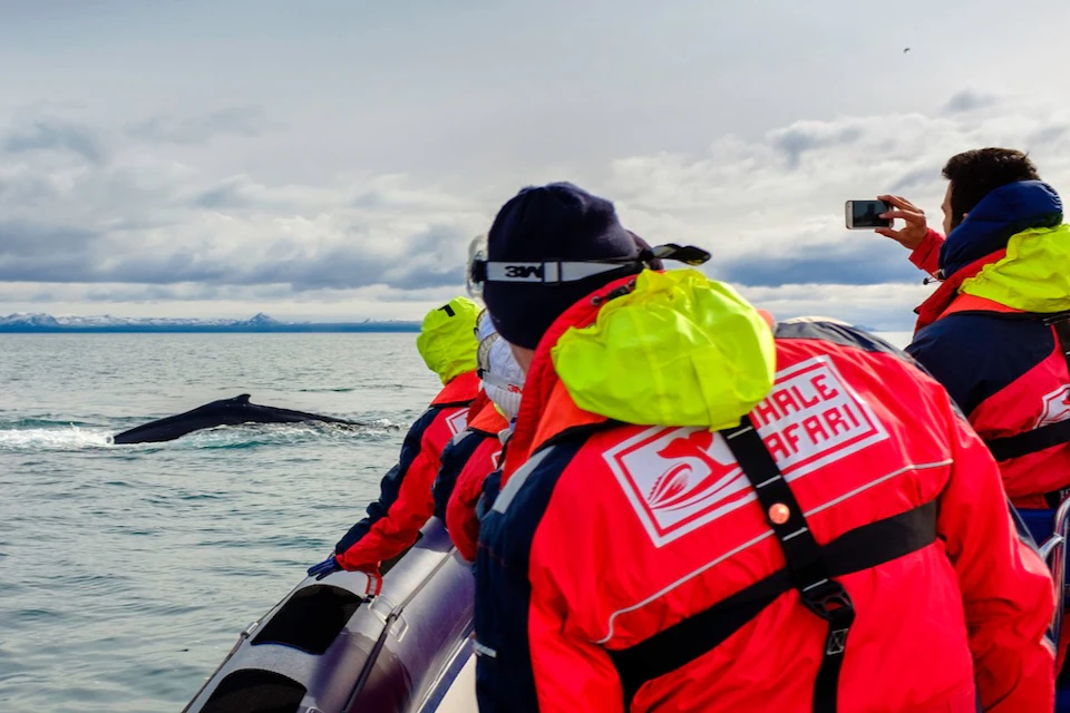 Customers on board with a humpback whale in the background.